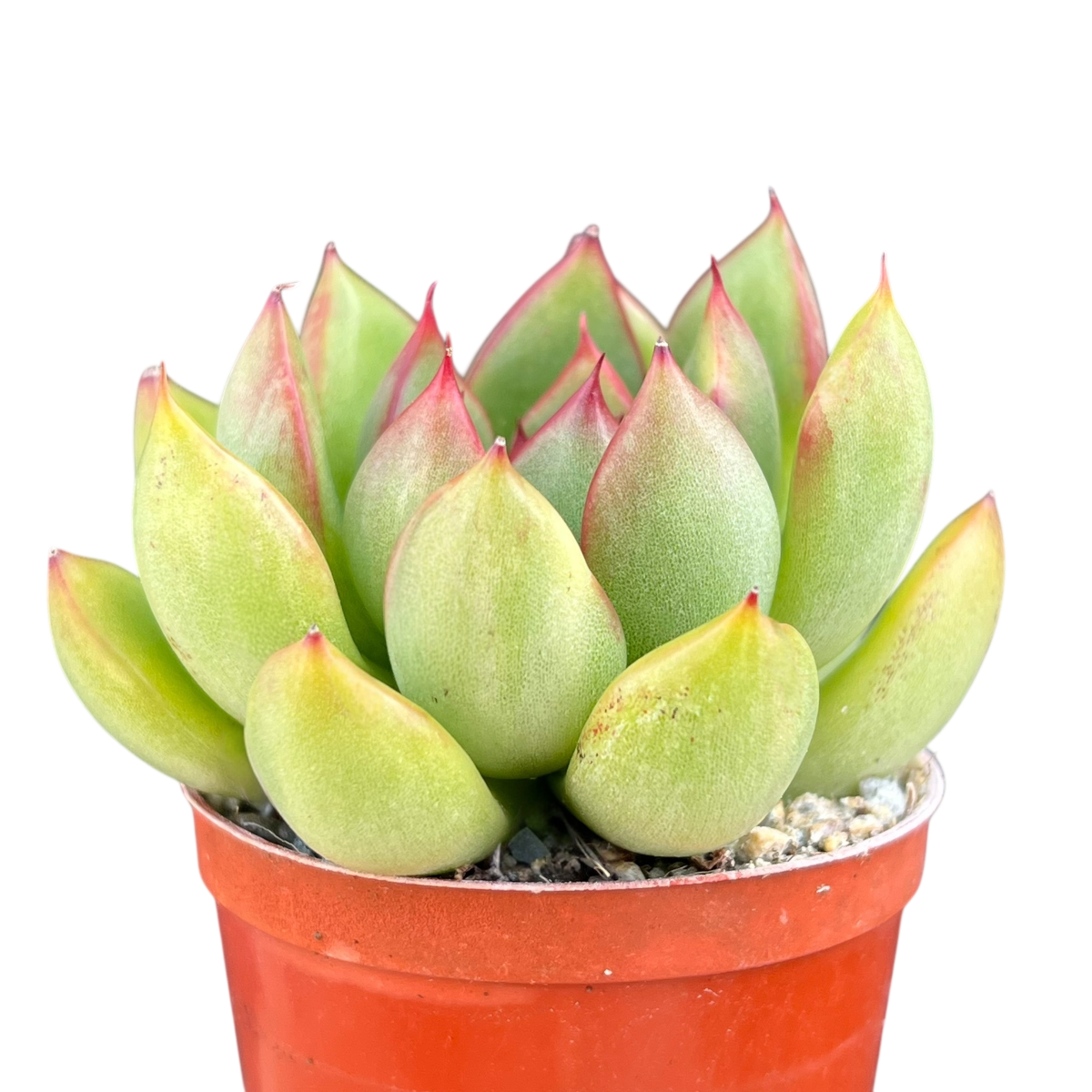 Echeveria agavoides x pulidonis