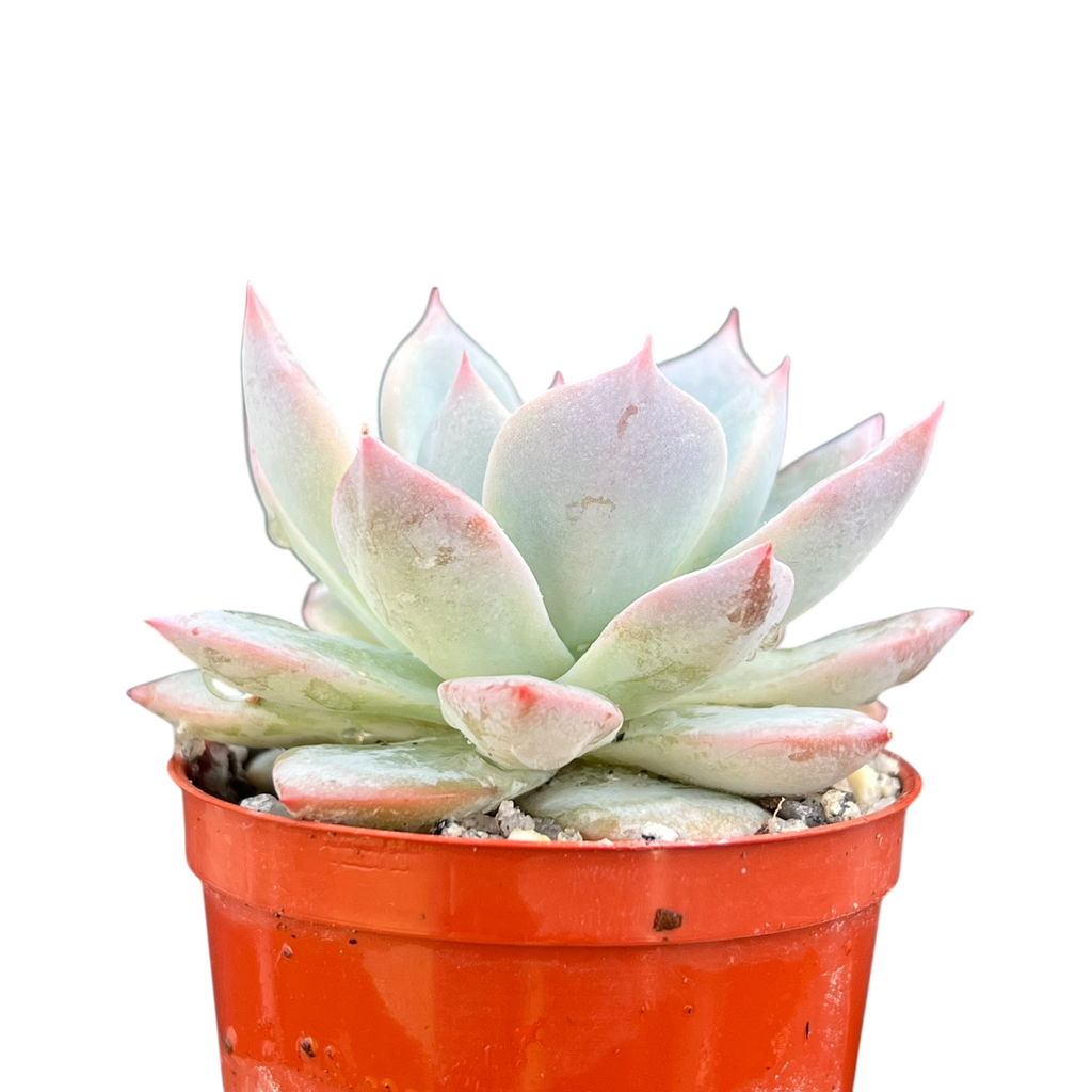 Echeveria 'Blue Bird'