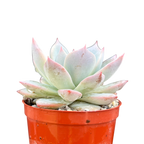 Echeveria 'Blue Bird'