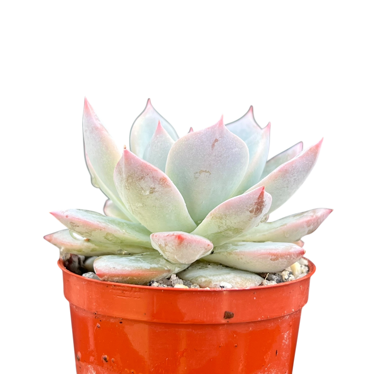 Echeveria 'Blue Bird'