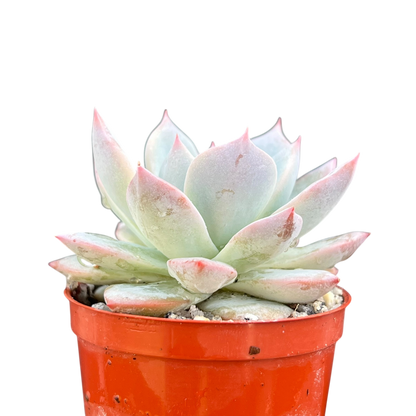 Echeveria 'Blue Bird'
