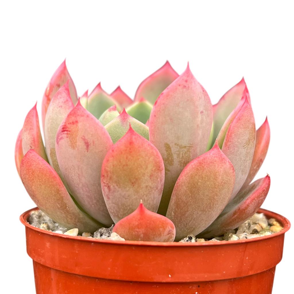 Echeveria 'Nana Mini Hook'