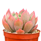 Echeveria 'Nana Mini Hook'