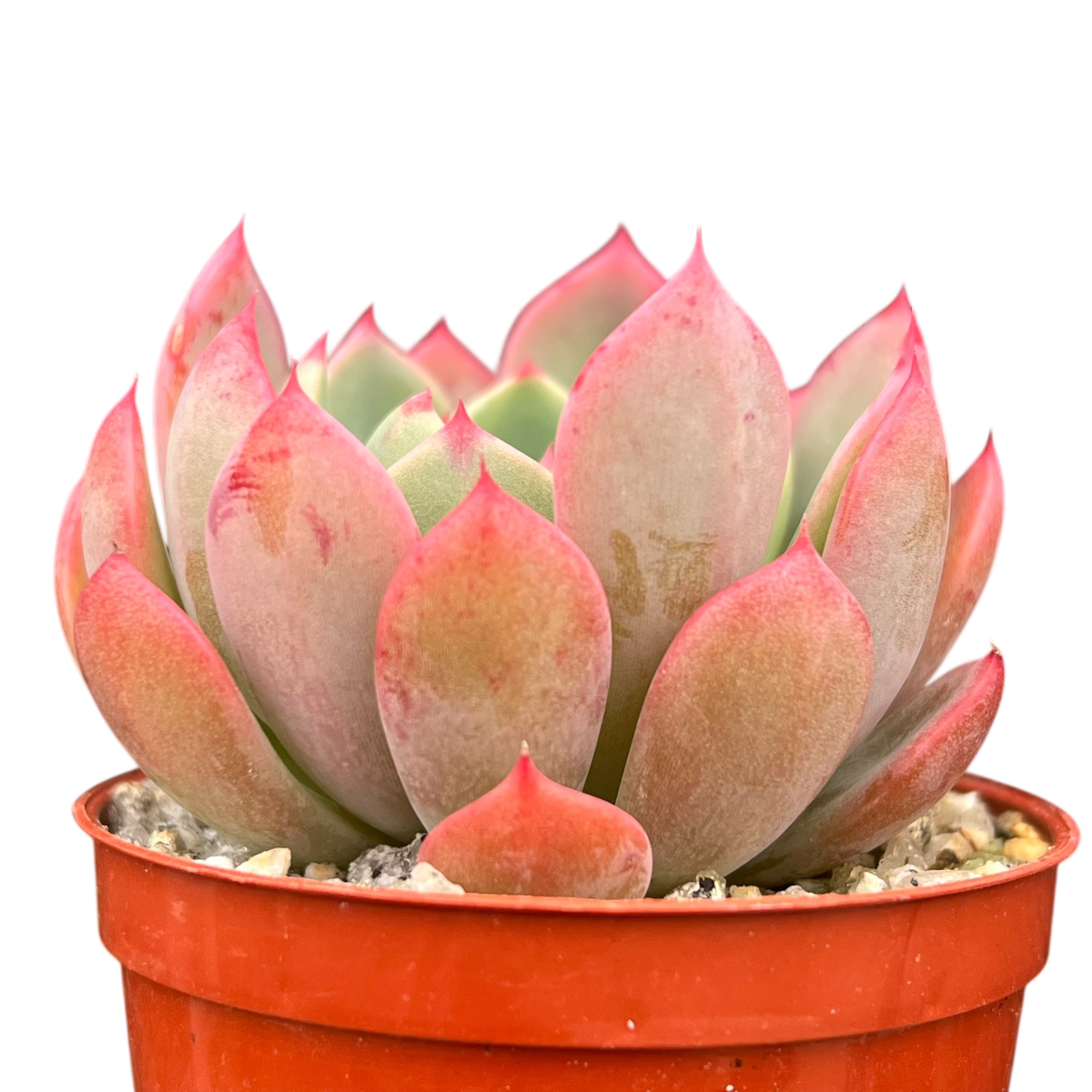 Echeveria 'Nana Mini Hook'