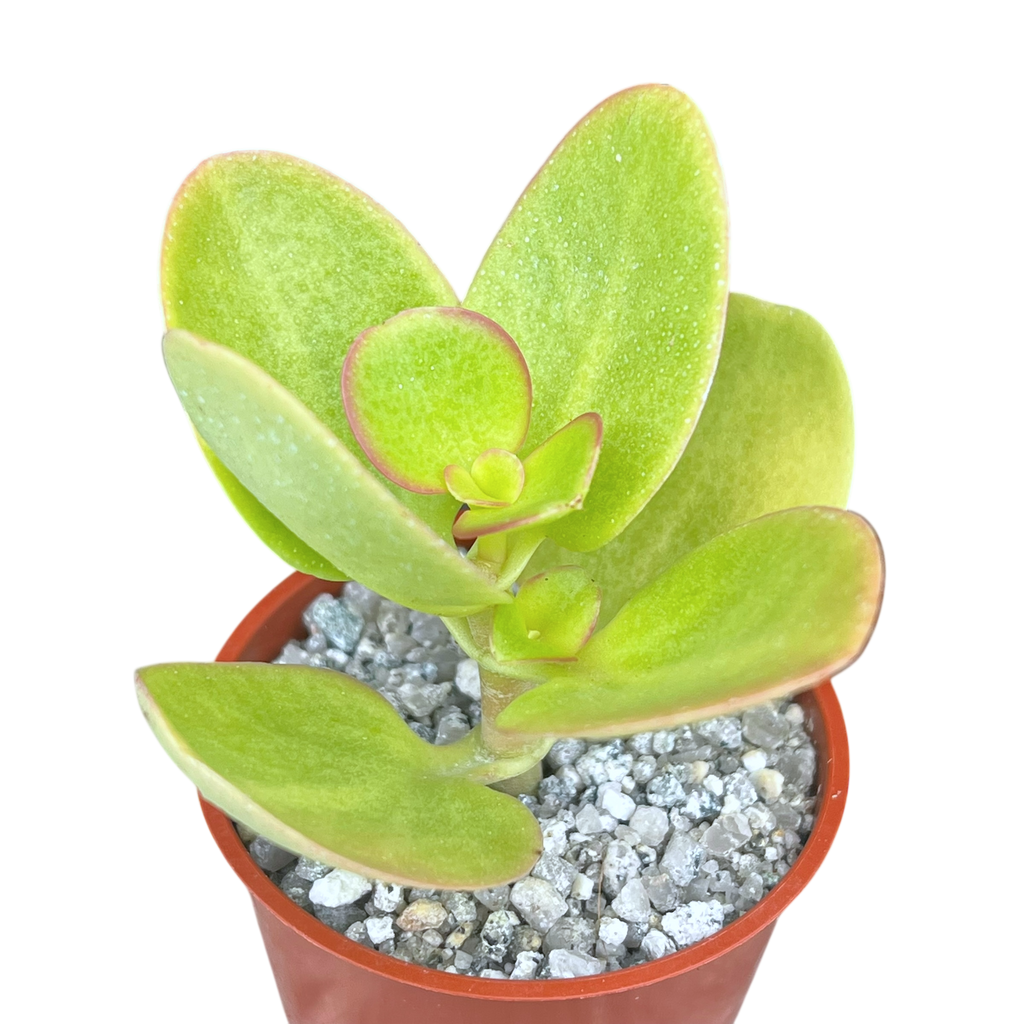 Crassula multicava