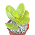 Crassula multicava