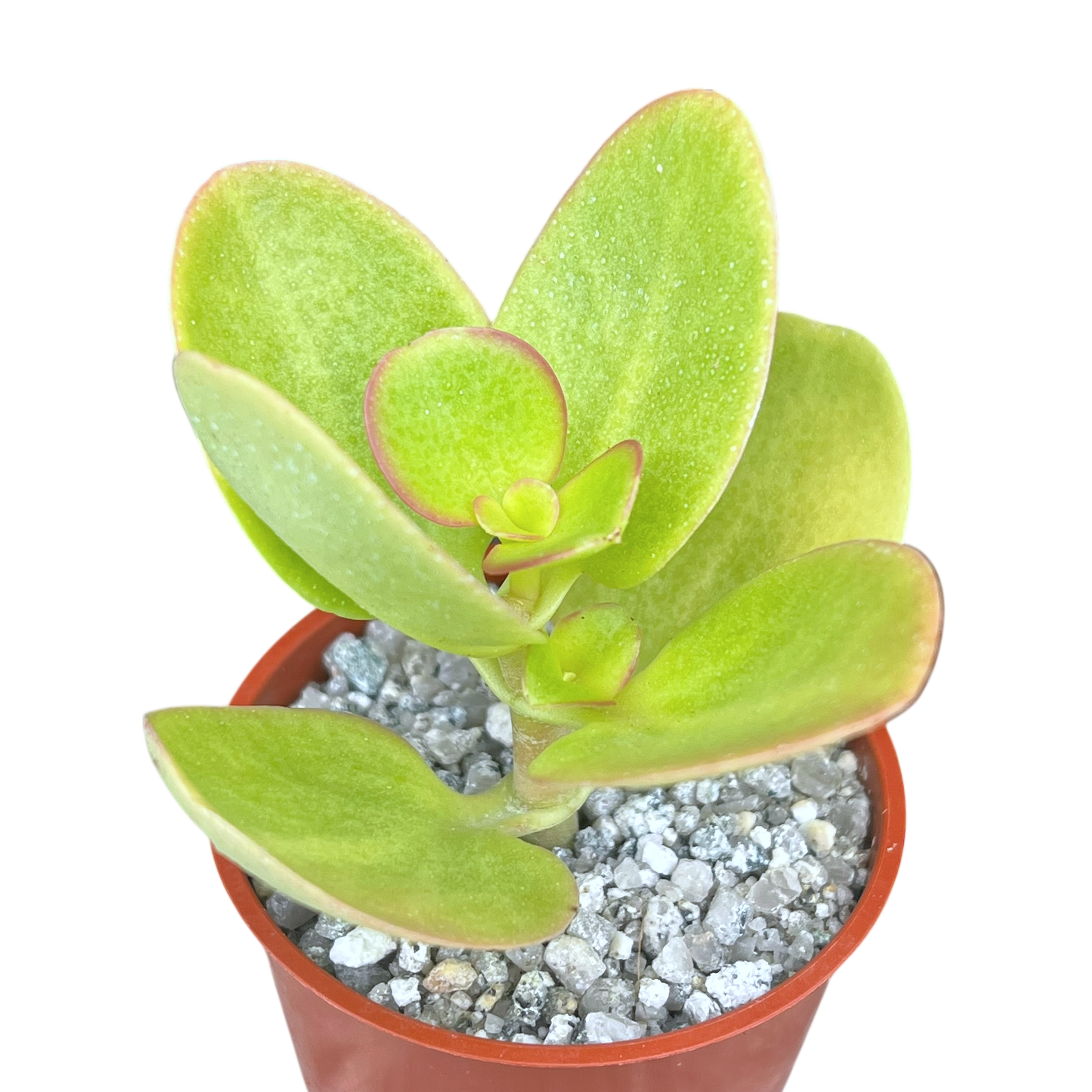 Crassula multicava