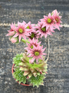 Sempervivum 'Heigham Red'