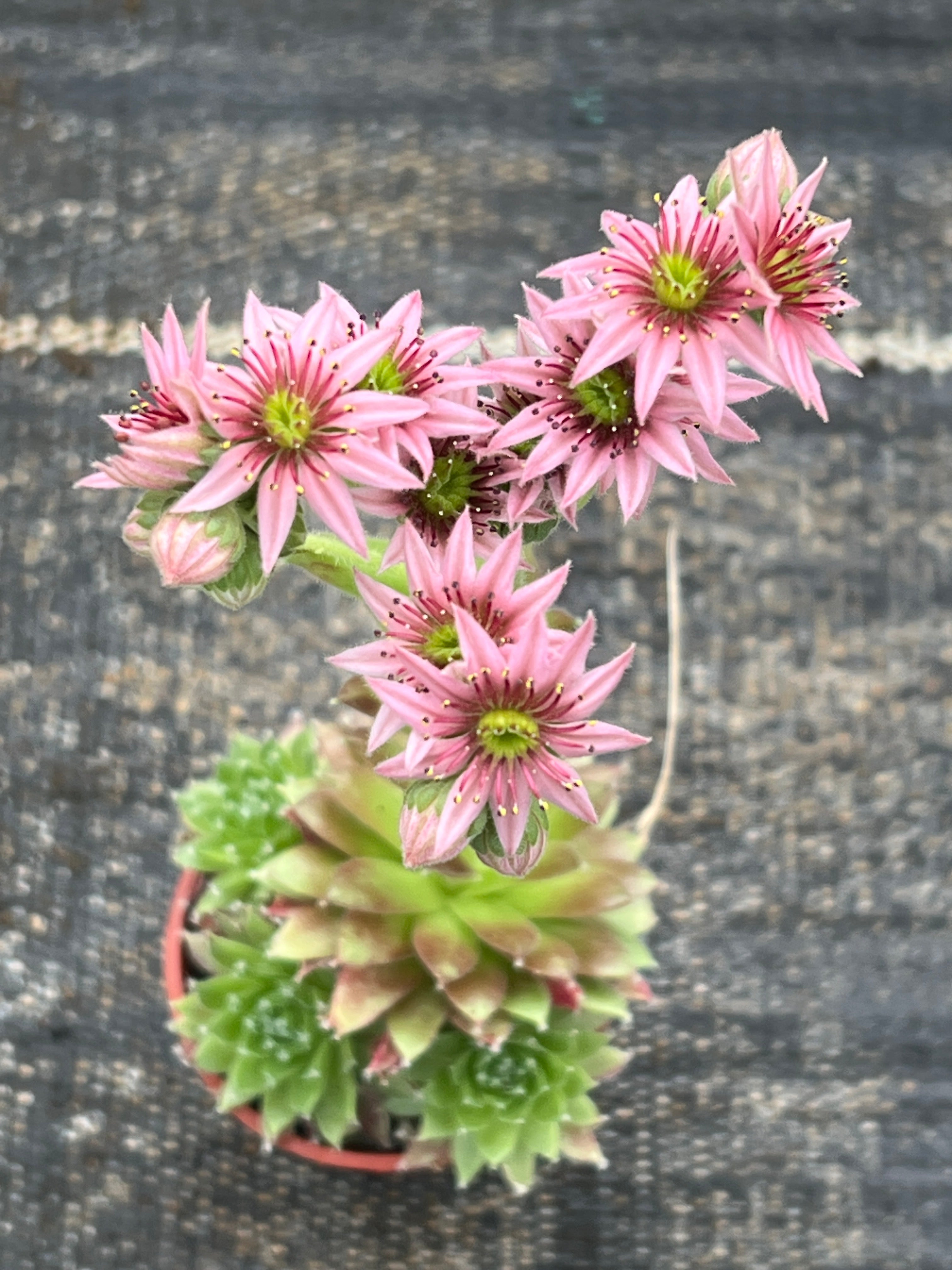 Sempervivum 'Heigham Red'