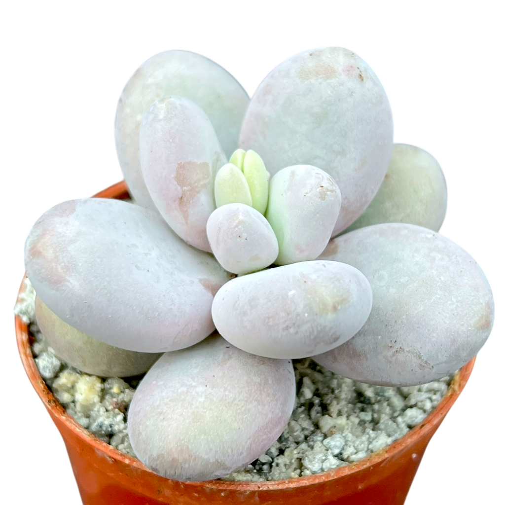 Pachyphytum oviferum | Moonstones