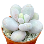 Pachyphytum oviferum | Moonstones