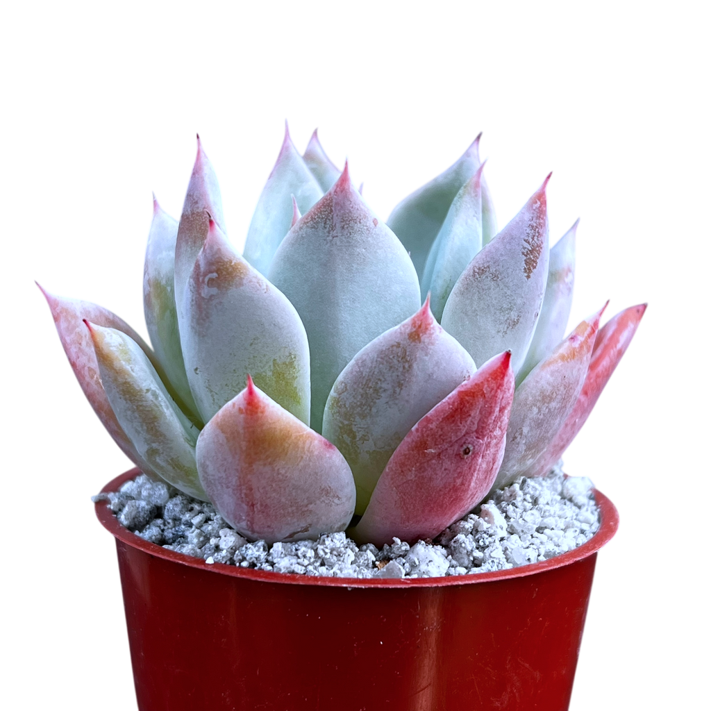 Echeveria 'Passion'