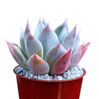 Echeveria 'Passion'