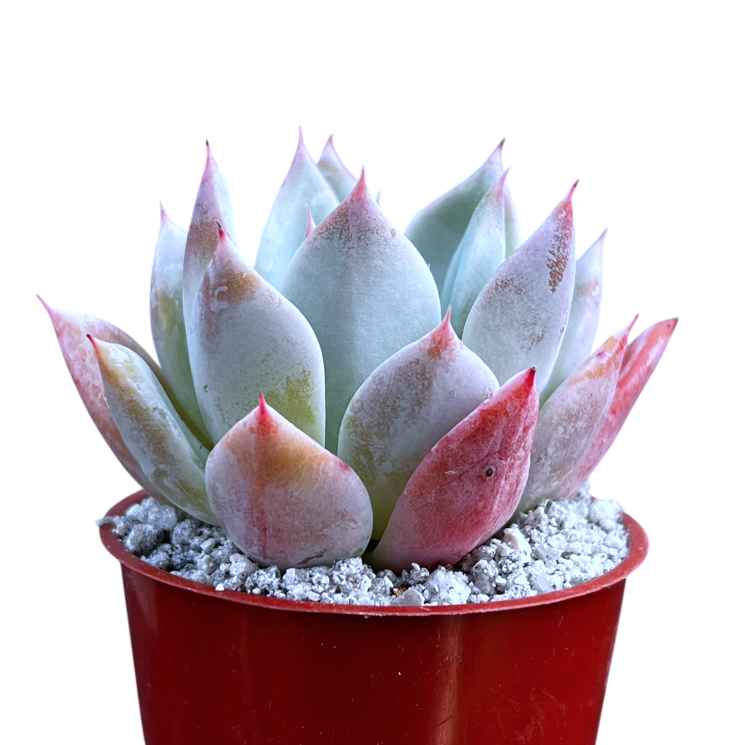 Echeveria 'Passion'