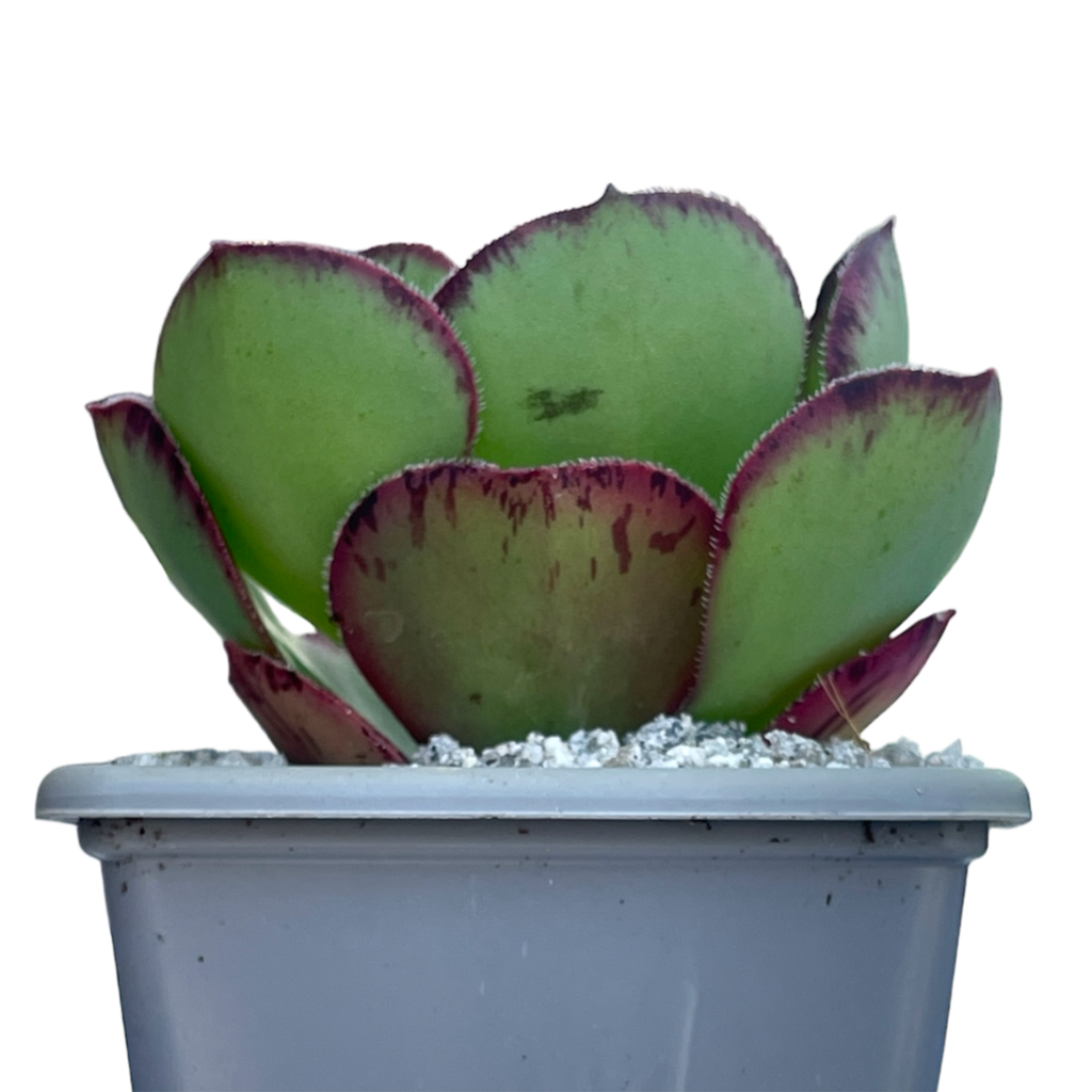 Aeonium 'Marnier Lapostolle'