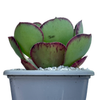 Aeonium 'Marnier Lapostolle'