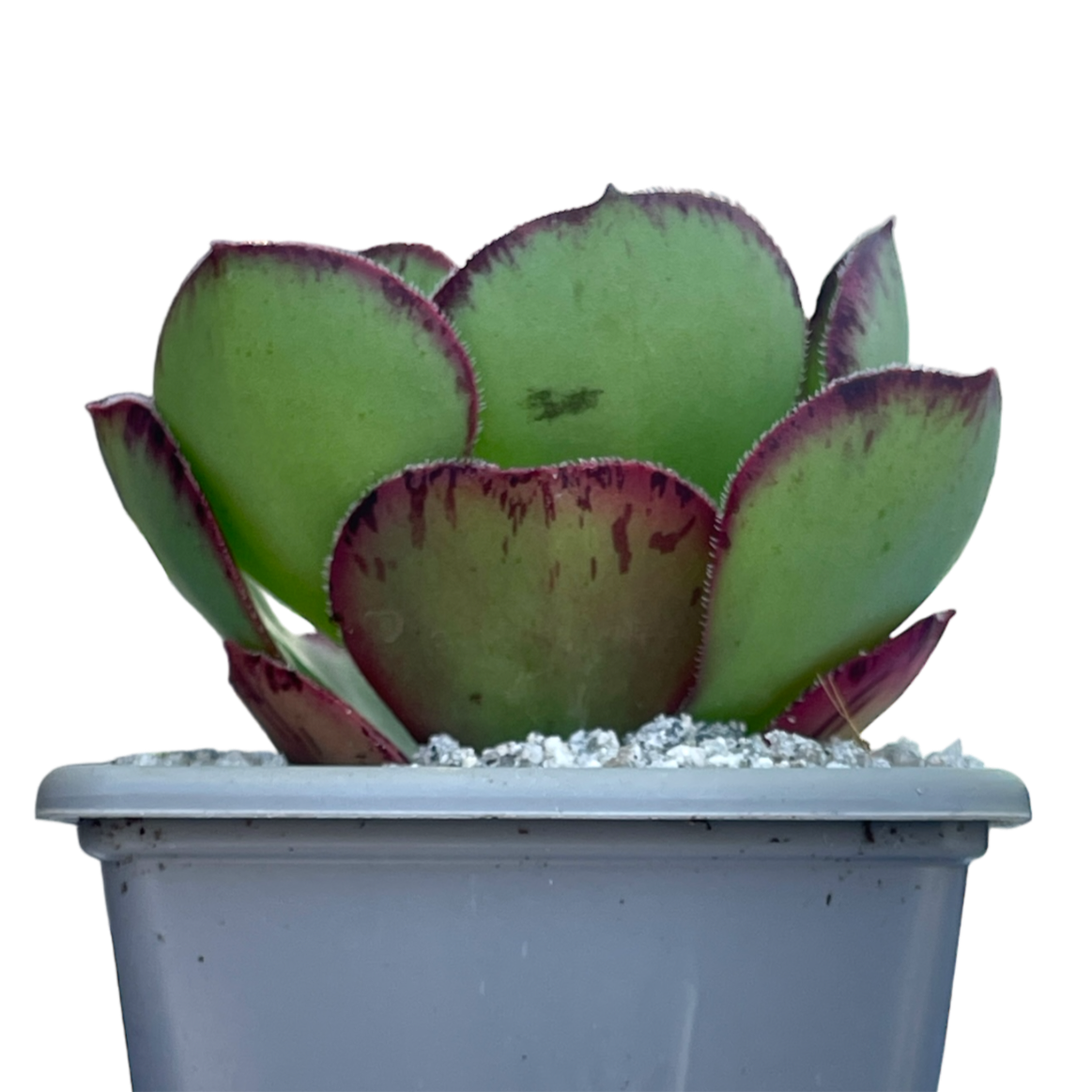 Aeonium 'Marnier Lapostolle'