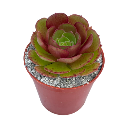 Aeonium 'Madeira Rose'