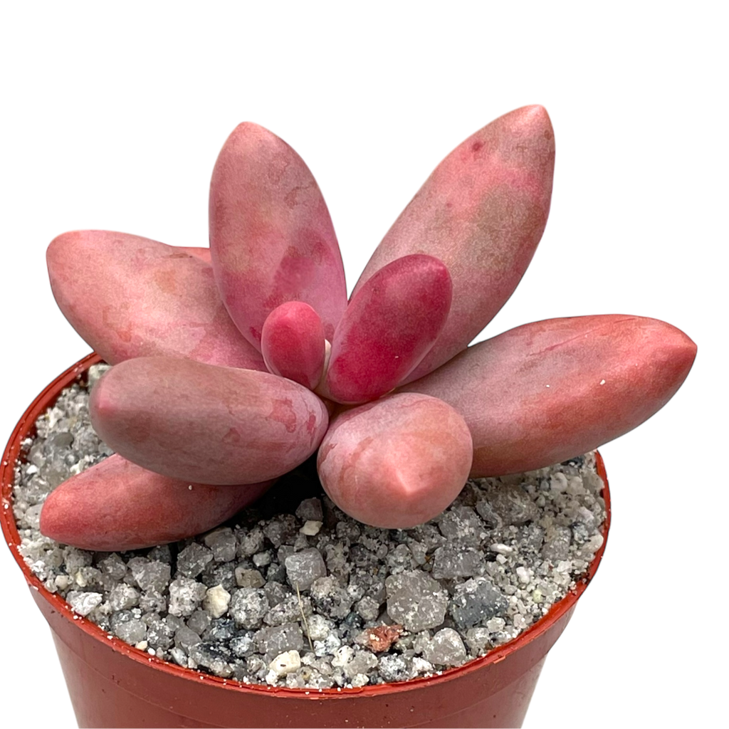 Pachyphytum oviferum x viride