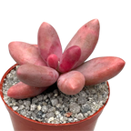 Pachyphytum oviferum x viride