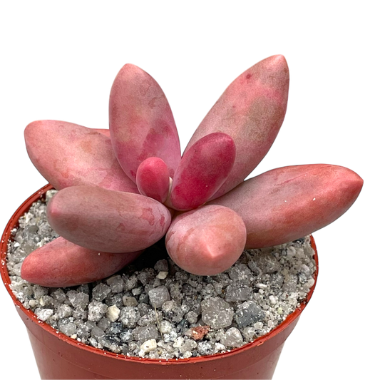 Pachyphytum oviferum x viride