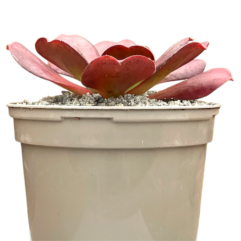 x Semponium 'Darwin'