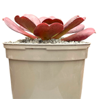 x Semponium 'Darwin'