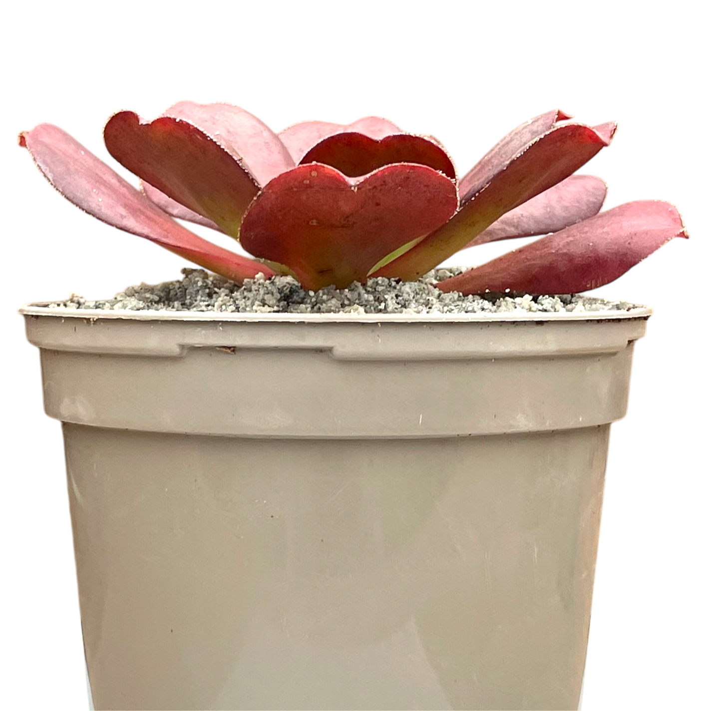 x Semponium 'Darwin'