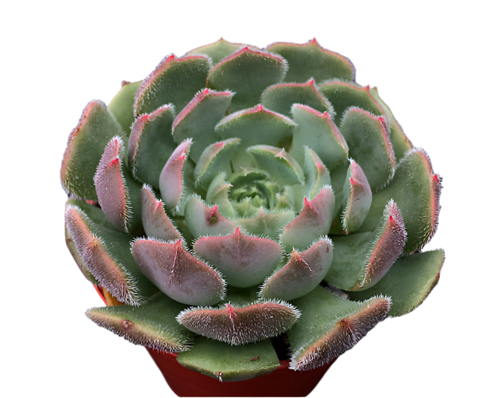 Echeveria 'Pastel Rose'