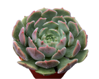 Echeveria 'Pastel Rose'