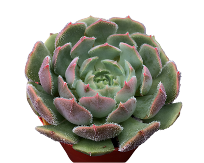 Echeveria 'Pastel Rose'