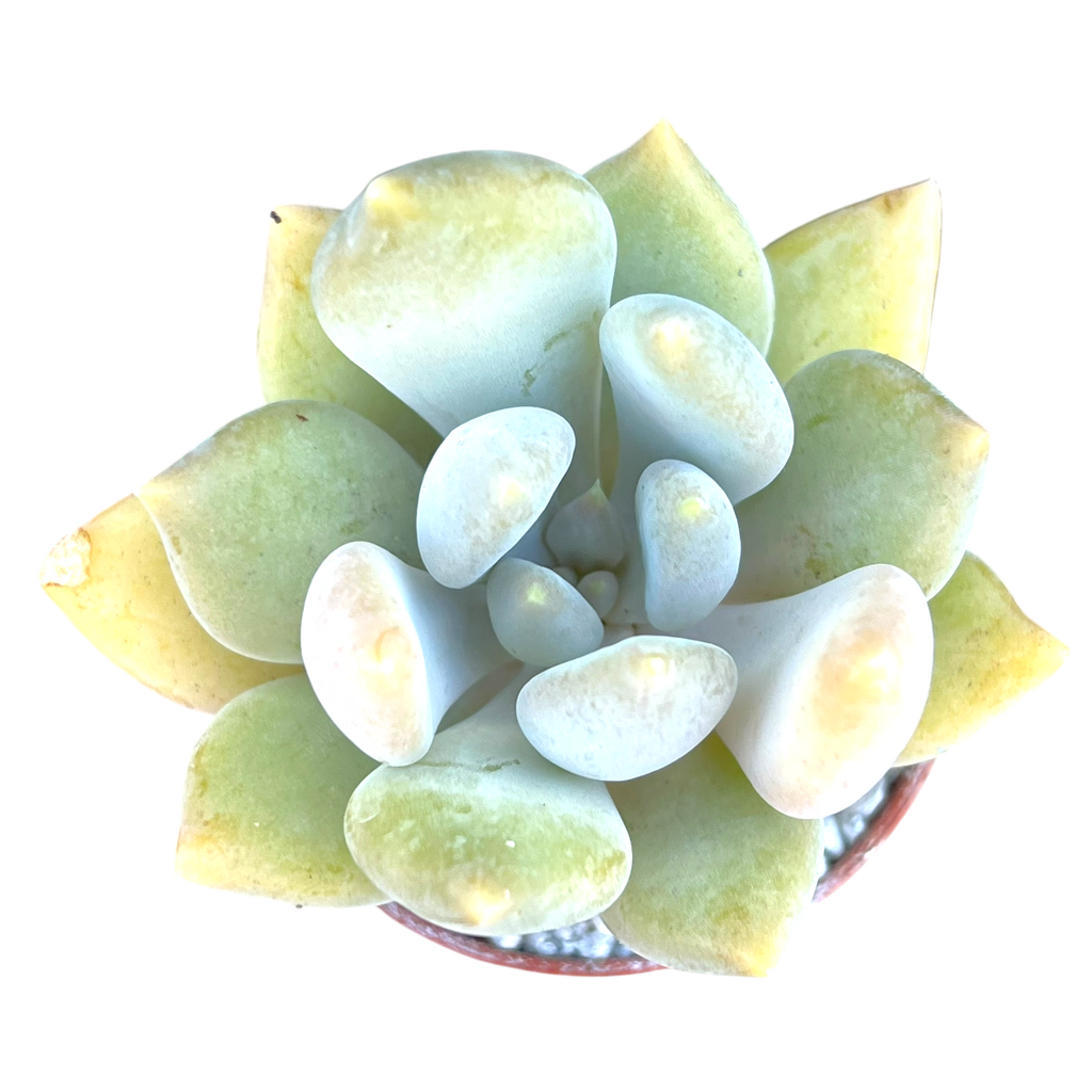 x Pachyveria 'Glacier'