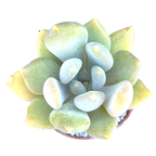 x Pachyveria 'Glacier'