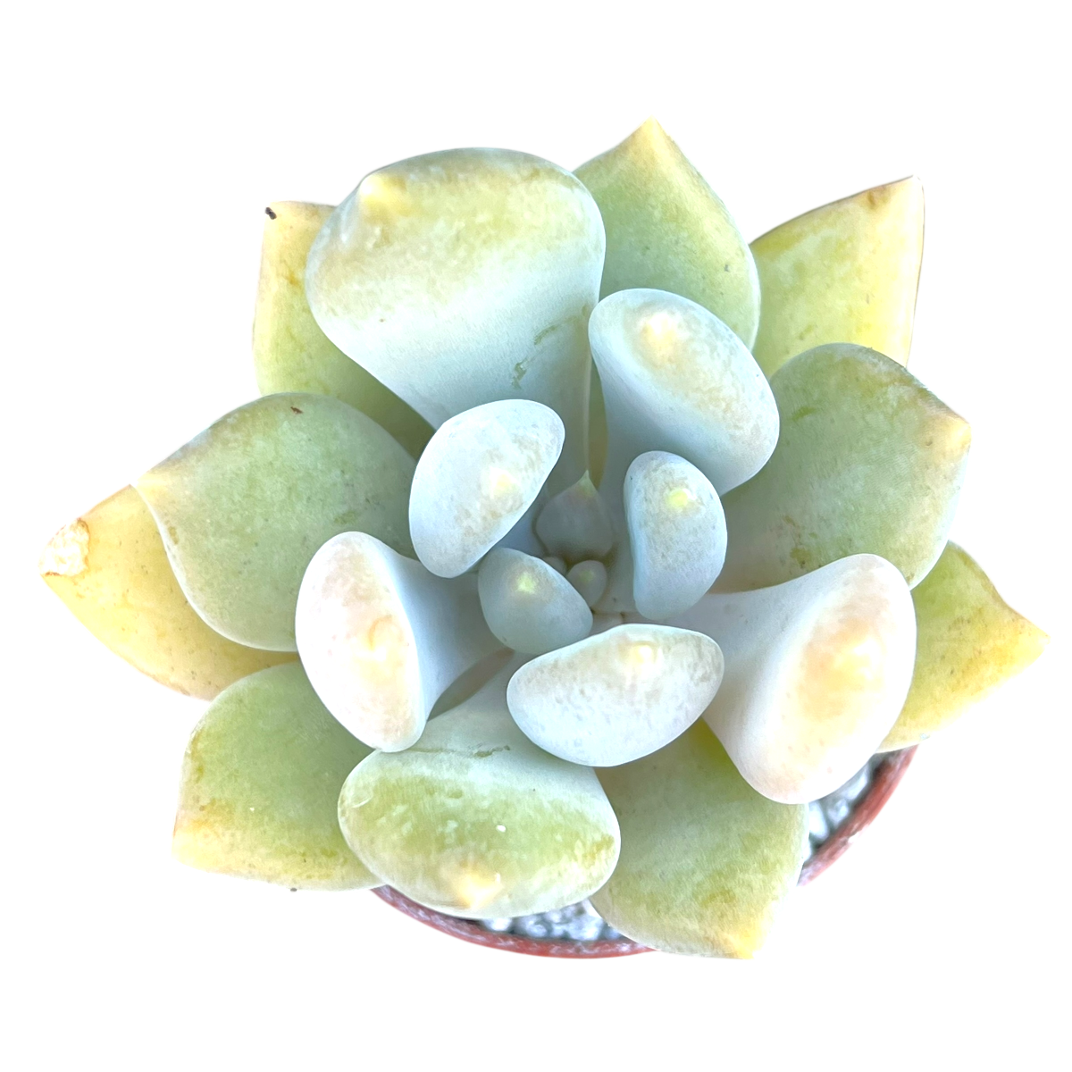 x Pachyveria 'Glacier'