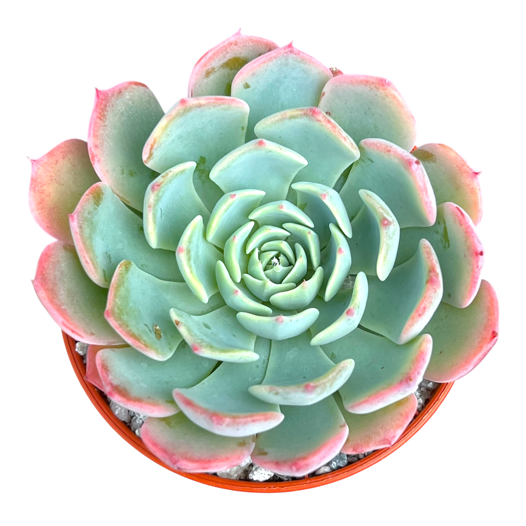 Echeveria 'Sierra'