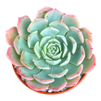 Echeveria 'Sierra'