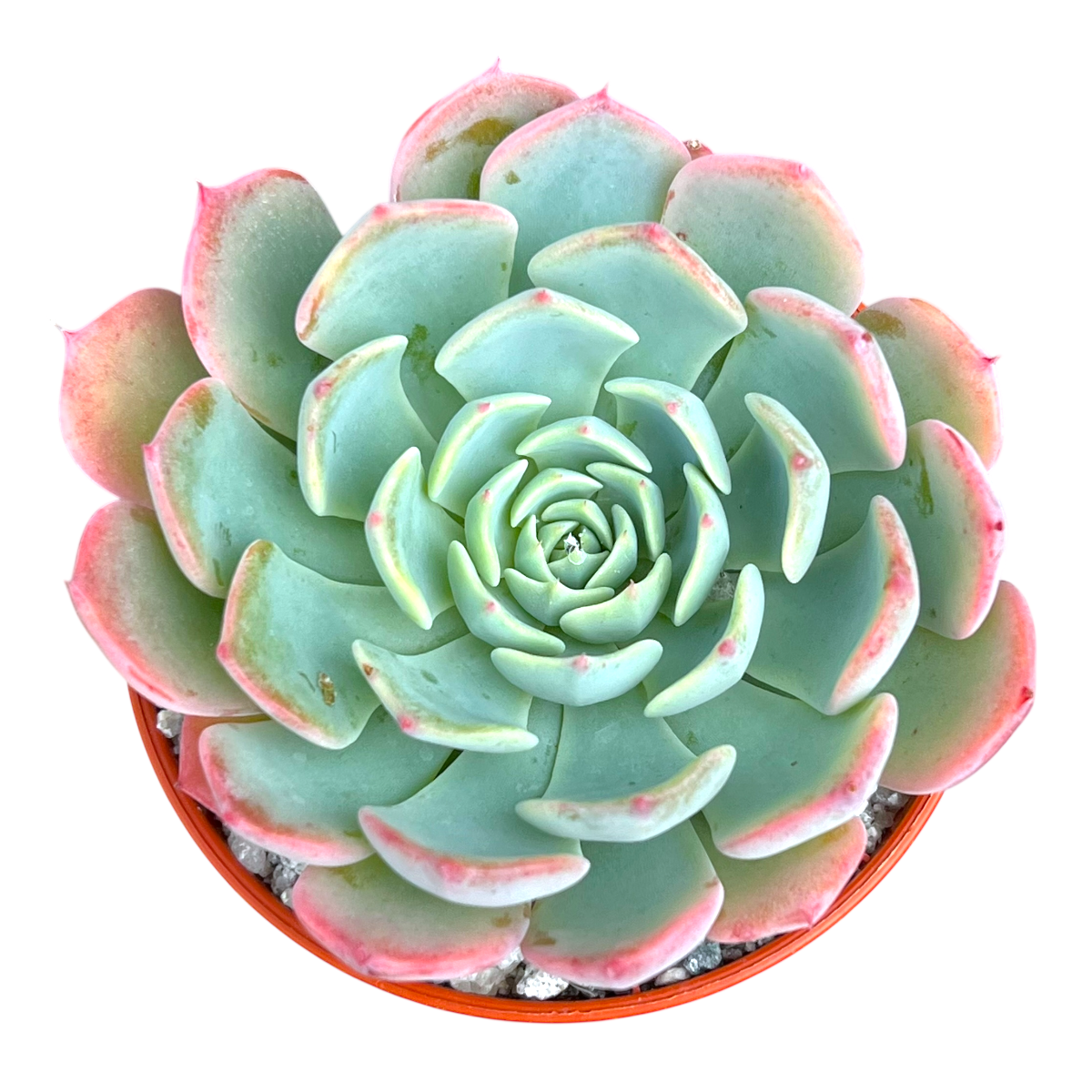 Echeveria 'Sierra'
