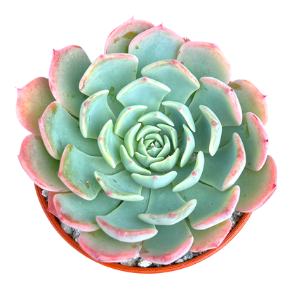 Echeveria 'Sierra'