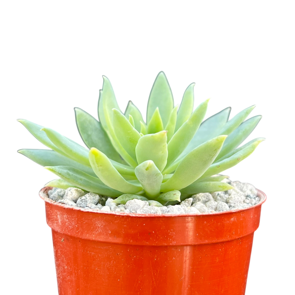 x Dudlyveria 'White Sprite'