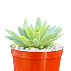 x Dudlyveria 'White Sprite'