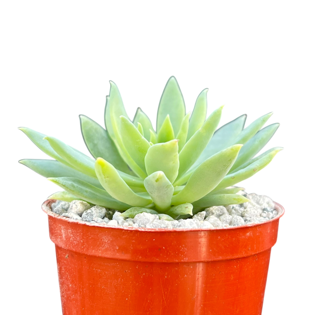 x Dudlyveria 'White Sprite'