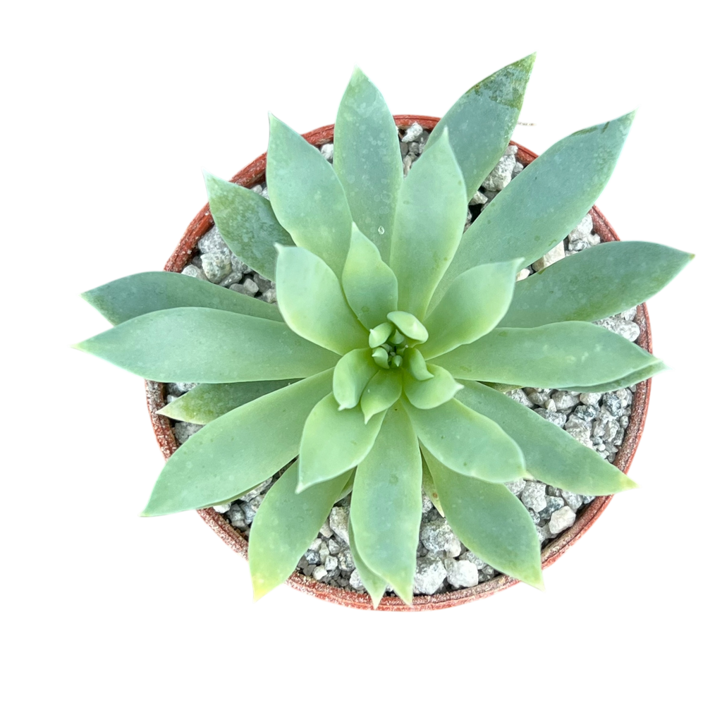 x Dudlyveria 'White Sprite'