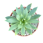 x Dudlyveria 'White Sprite'