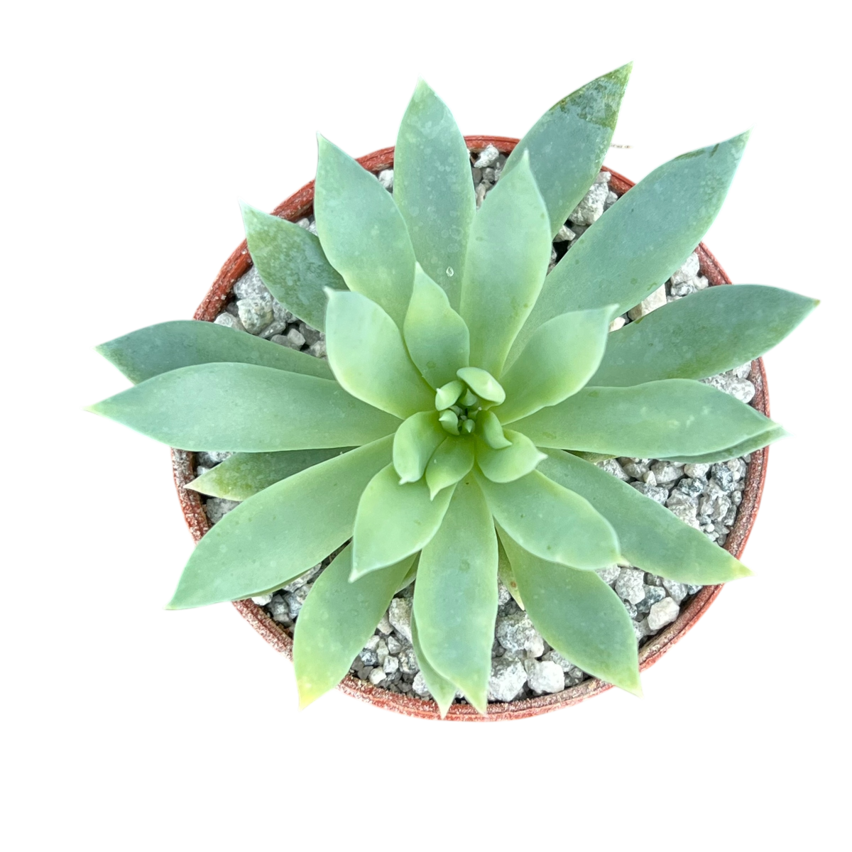 x Dudlyveria 'White Sprite'