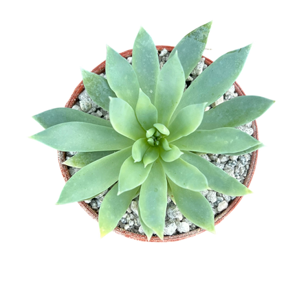 x Dudlyveria 'White Sprite'