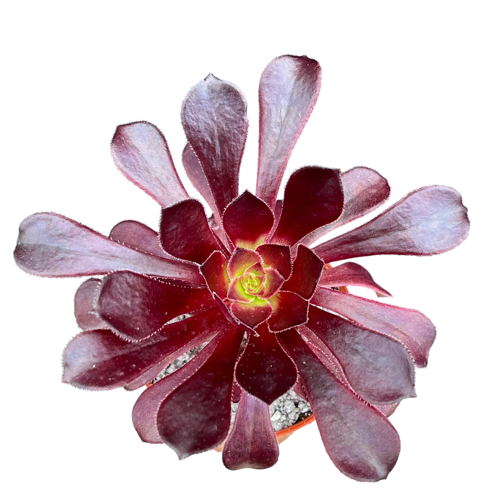 Aeonium arboreum atropurpureum