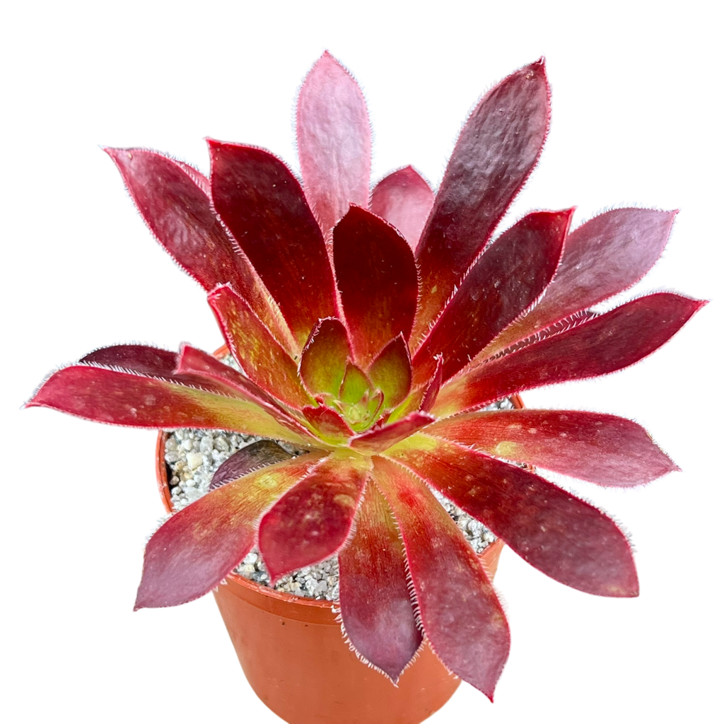 Aeonium 'Black Magic'