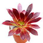 Aeonium 'Black Magic'