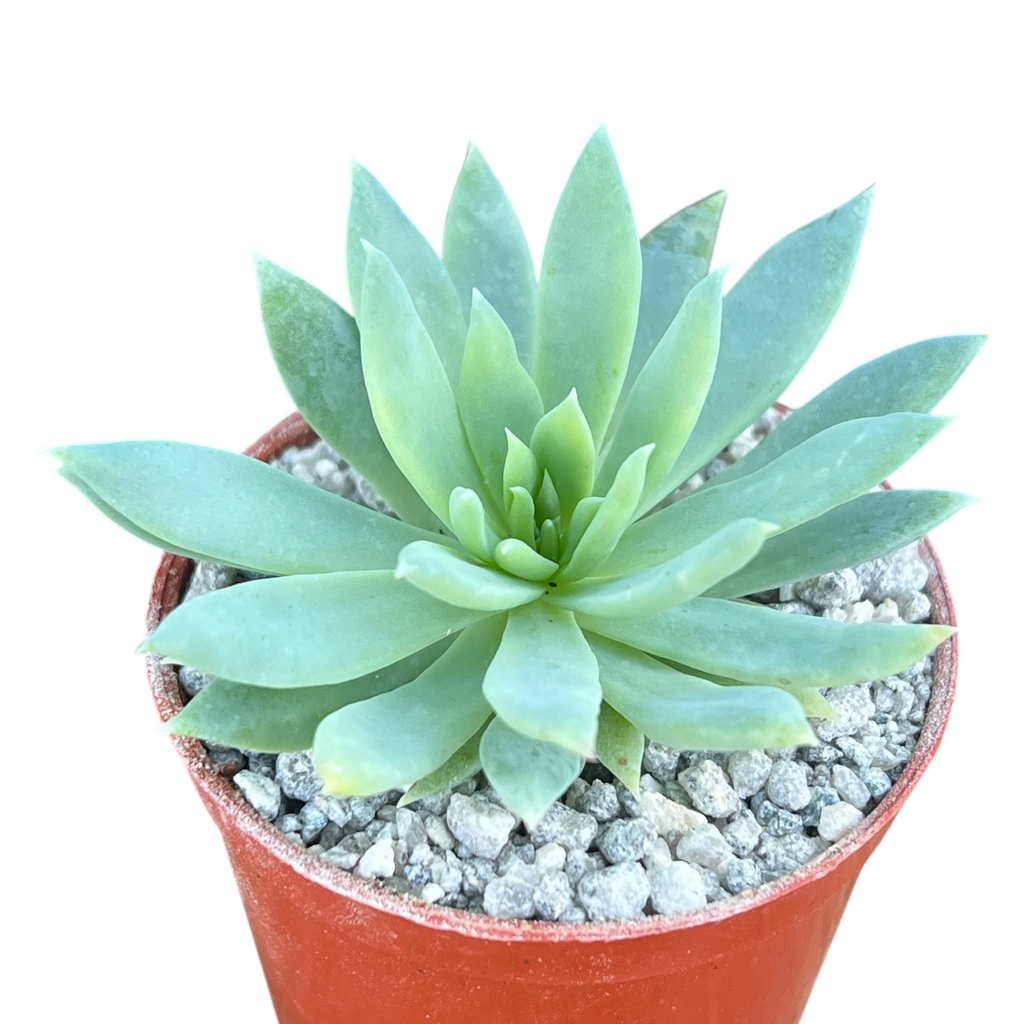 white sprite succulent x Dudlyveria 'White Sprite' – Surreal Succulents