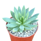 x Dudlyveria 'White Sprite'